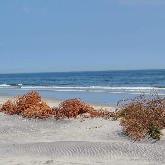 Posh Ambassador-NF - Picture 2 of 2